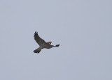 Peregrine flight mode