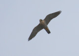 Peregrine flight mode