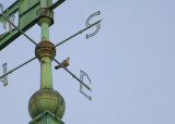 Peregrine perched east weathervane strut