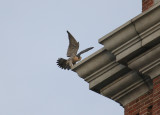 Peregrine landing NW corner below west clock face