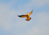 Peregrine in flight mode