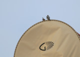 Peregrine perched atop Verizon Cell Tower