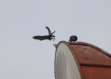 Peregrine #2 not landing atop Verizon Tower