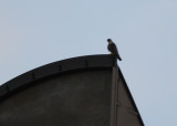 Peregrine atop Verizon Tower in low light