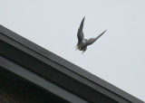Peregrine: on north edge of NB roof in takeoff mode