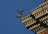 Peregrine in landing mode NW corner clock tower
