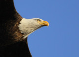 Bald Eagle, adult