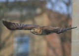 Red-tailed Hawk