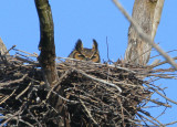 Great Horned Owl on nest