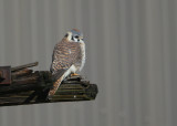 American Kestrel, female