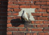 American Kestrel, female