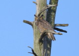 Great Horned Owl perched on roost