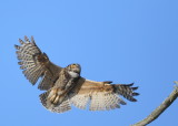 Great Horned Owl: mother returning to the nest