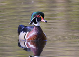 Wood Duck, male