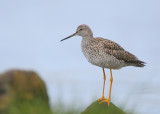 Greater Yellowlegs