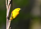 Yellow Warbler, male