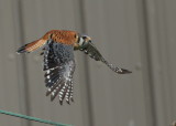 American Kestrel, male