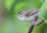 Warbling Vireo