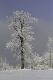 Décor hivernal