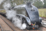 60019 Bittern in rain at Crowcombe Heathfield.