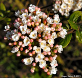 Flowering Bush.