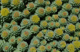Nens and Chicks - Sempervivum.