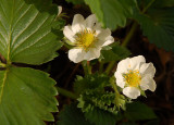 Strawberry blossom.