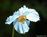 Blue poppy.