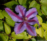 Clematis.