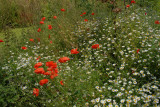 Poppy Meadow.