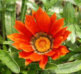 Gazinia 2