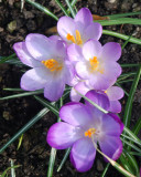 Crocus.