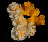 Spring Daffs.
