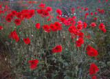 Poppies.