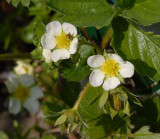 Strawberry plant.