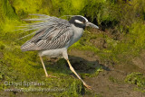 Yellow-crowned Night-Heron
