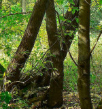 Forest Art