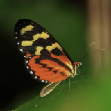 Disturbed Tigerwing - Mechanitis polymnia