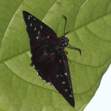 Red-spotted Firetip - Pyrrhopyge erythrosticta