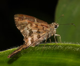 Dorantes Longtail - Urbanus dorantes
