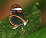 Fuzzy-spotted Ticlear - Hypoleria lavinia