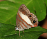 White-banded Satyr - Pareuptychia metaleuca