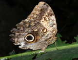 Yellow-fronted Owl Butterfly - Caligo telamonius (laying eggs)