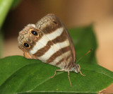 White Satyr - Pareuptychia ocirrhoe