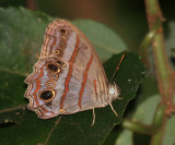 Blue-gray Satyr - Magneuptychia libye