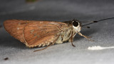 Brazilian Skipper - Calpodes ethlius