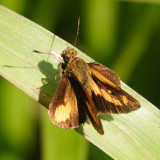 Trailside Underskipper - Anthoptus epictetus