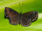 Scintillant sp.