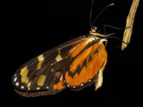 Polymnia Tigerwing - Mechanitis polymnia