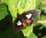 Transandean Cattleheart - Parides iphidamas